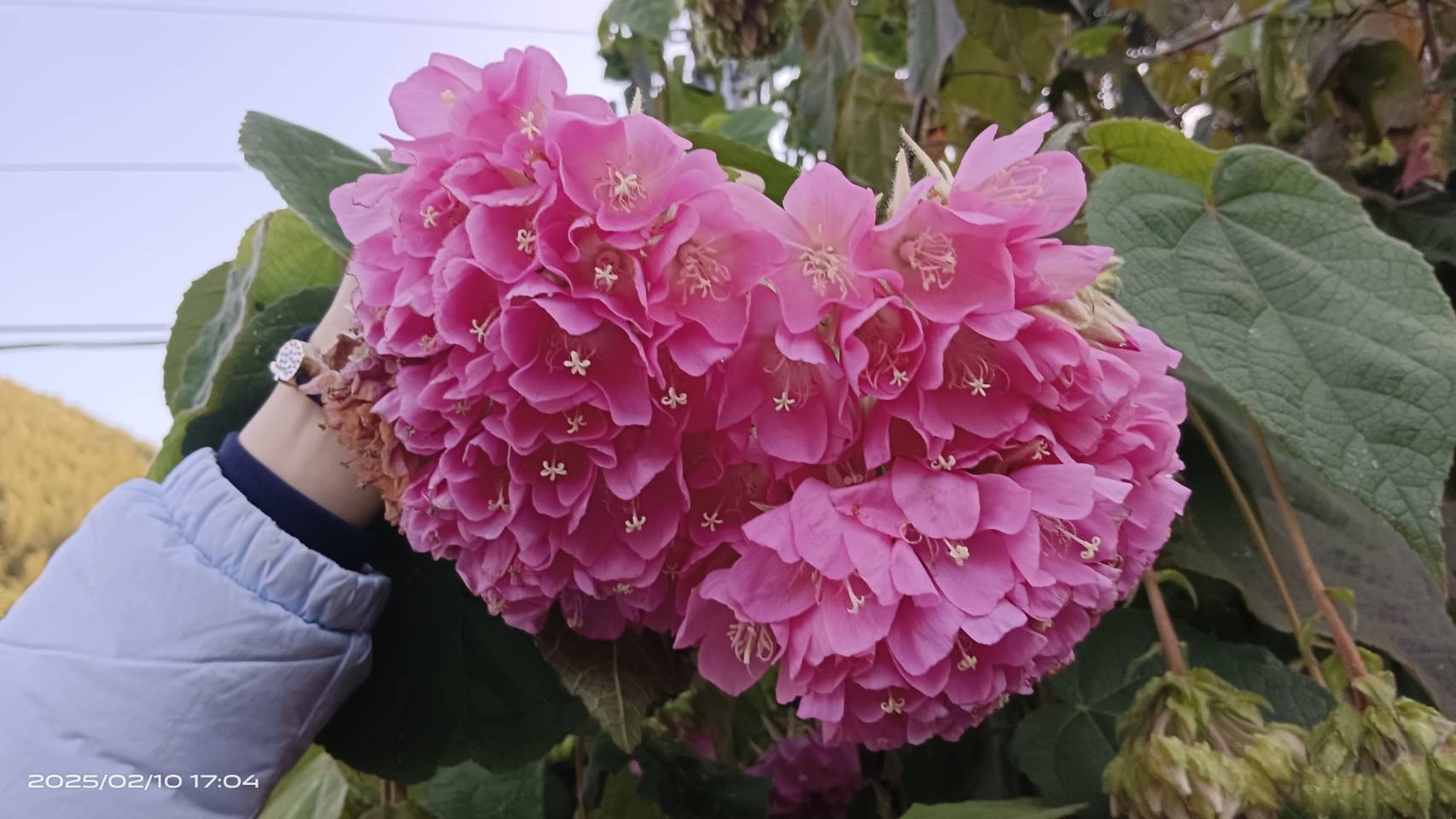慕農客園內盛開的粉紅色花朵與綠色植物