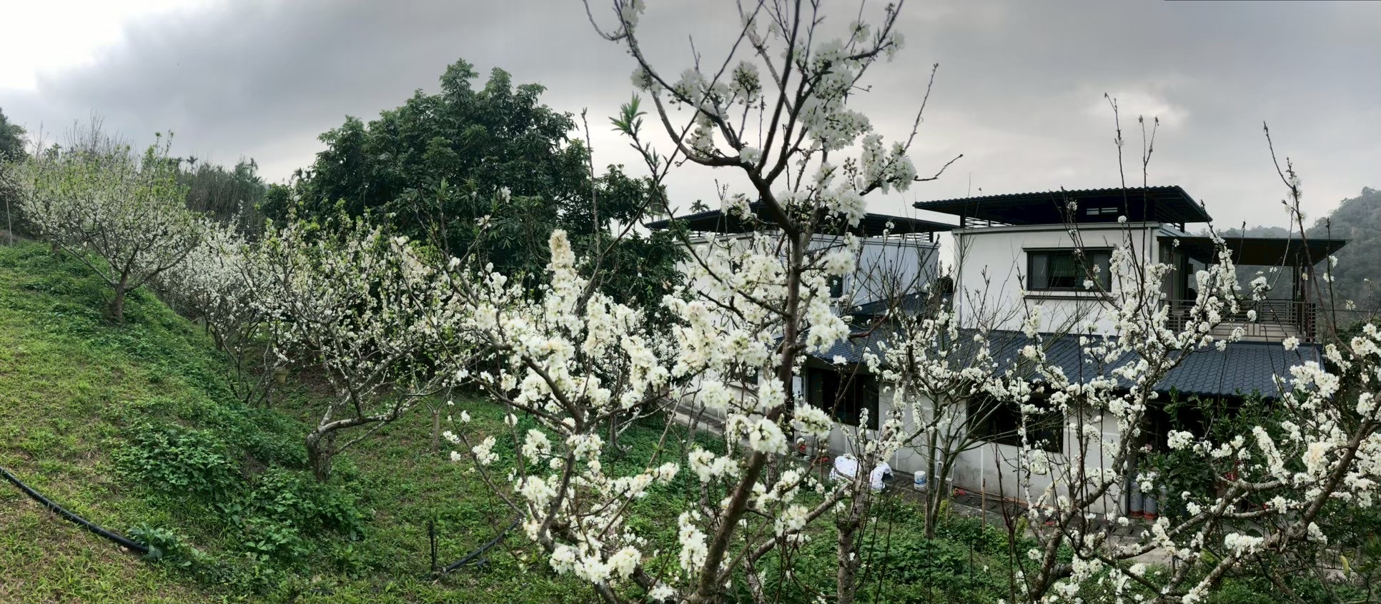 慕農客屋旁盛開的白色李花